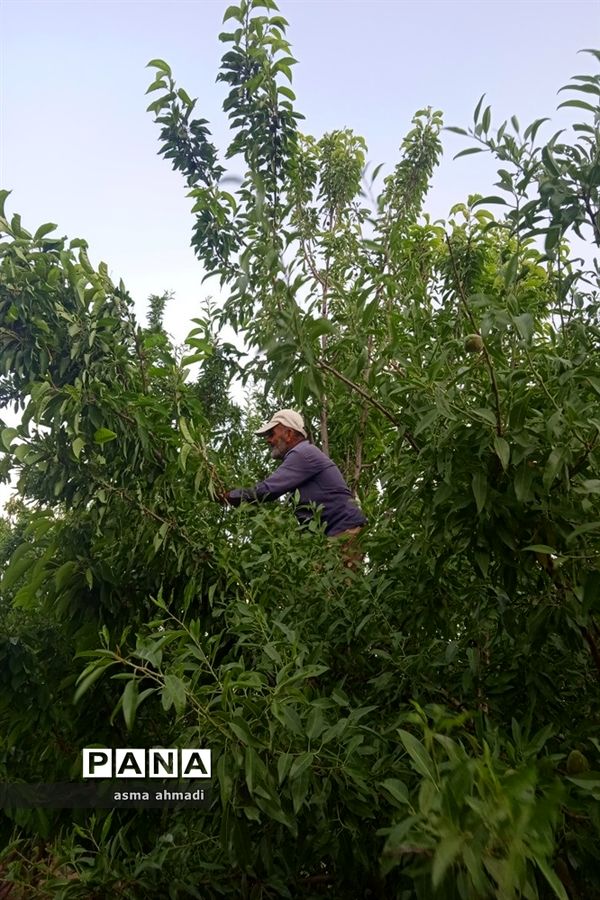 آغاز برداشت گیلاس در شهرستان بن