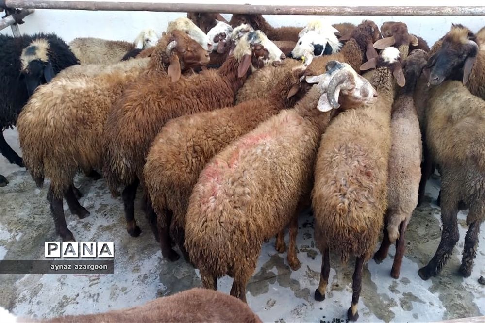 ‌جانمایی ۱۷ مرکز ثابت و موقت عرضه بهداشتی دام در روز عرفه و عید سعید قربان