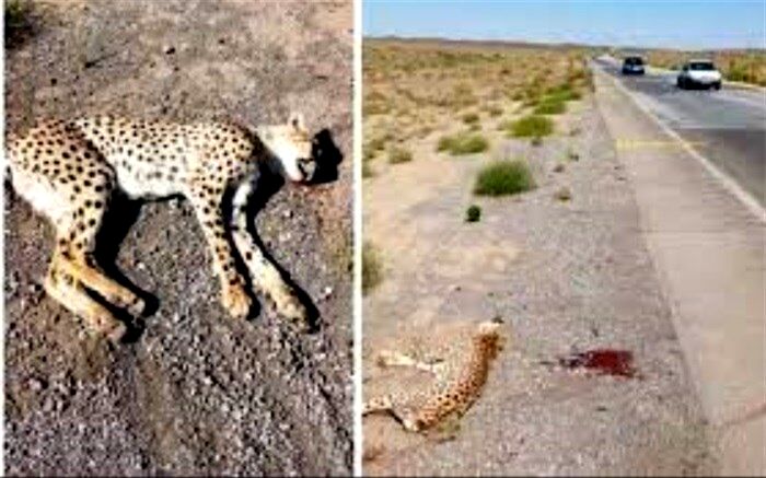 تکرار حادثه تلخ مرگ یوز آسیایی در اثر تصادف