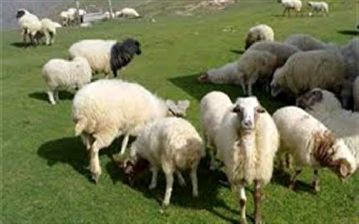 عرضه دام زنده عید قربان در تهران تا ساعت ۱۵