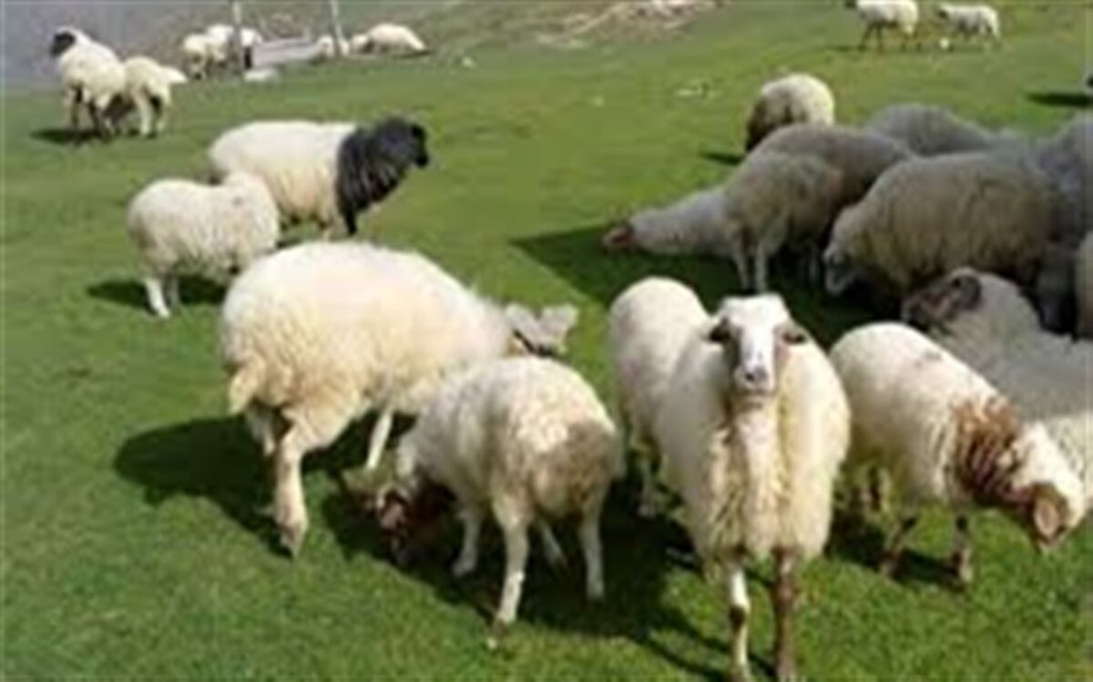 عرضه دام زنده عید قربان در تهران تا ساعت ۱۵