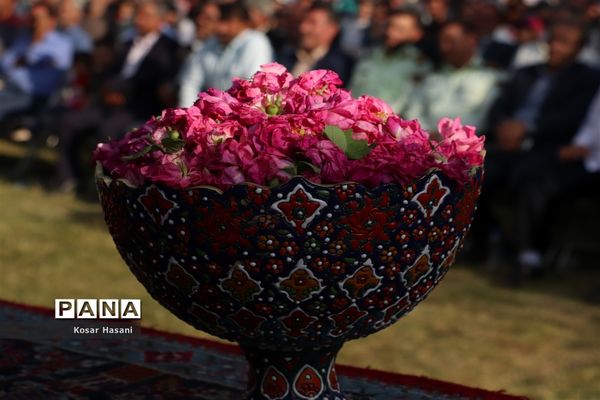 برداشت رز دمشقی در روستای عنصرود تبریز