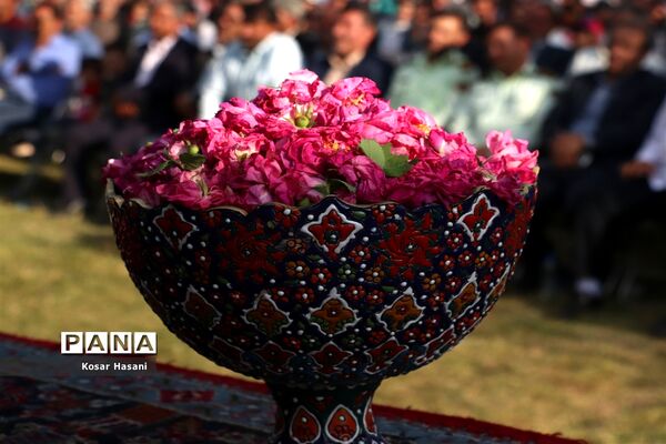 برداشت رز دمشقی در روستای عنصرود تبریز
