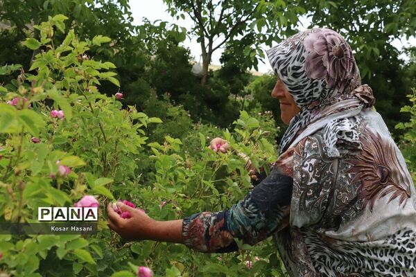 برداشت رز دمشقی در روستای عنصرود تبریز