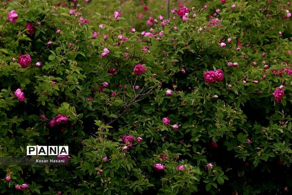 برداشت رز دمشقی در روستای عنصرود تبریز