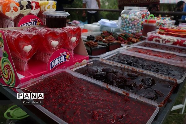 برداشت رز دمشقی در روستای عنصرود تبریز