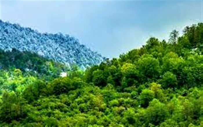 تهیه و تصویب طرح‌های مدیریت پایدار جنگل ظرف 6 ماه