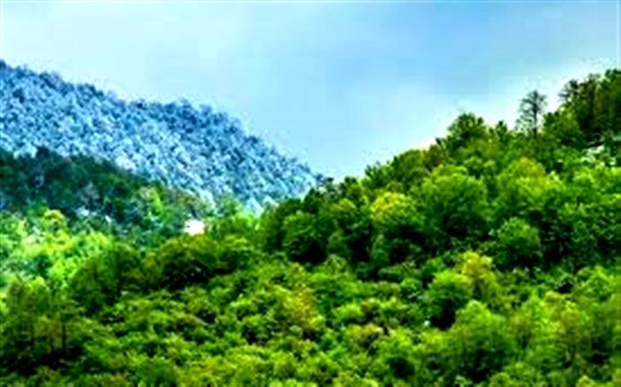 تهیه و تصویب طرح‌های مدیریت پایدار جنگل ظرف 6 ماه