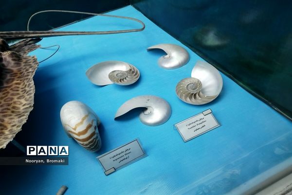 بازدید دانش‌آموزان زیارت اولی از موزه رضوی حرم امام رضا (ع)