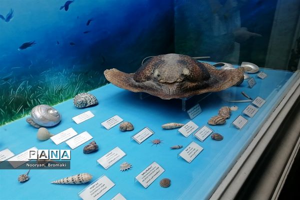 بازدید دانش‌آموزان زیارت اولی از موزه رضوی حرم امام رضا (ع)