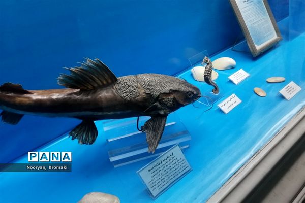 بازدید دانش‌آموزان زیارت اولی از موزه رضوی حرم امام رضا (ع)