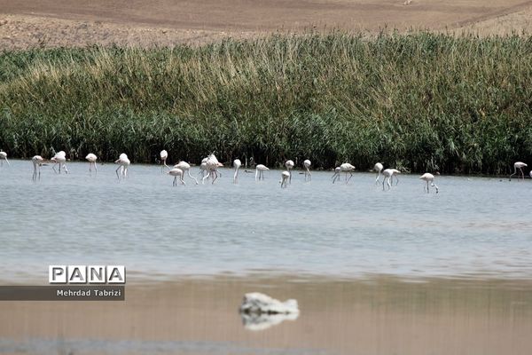 فلامینگوهای مسافر در آذربایجان غربی