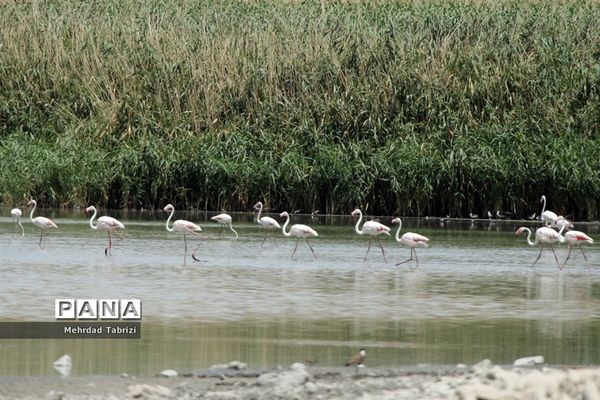 فلامینگوهای مسافر در آذربایجان غربی