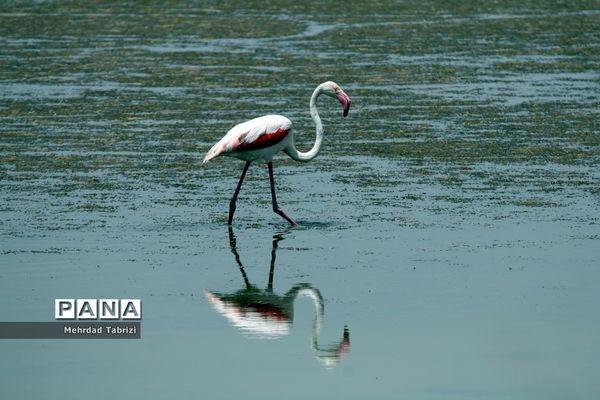 فلامینگوهای مسافر در آذربایجان غربی