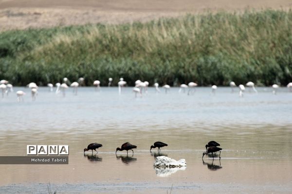 فلامینگوهای مسافر در آذربایجان غربی