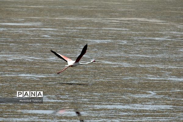 فلامینگوهای مسافر در آذربایجان غربی