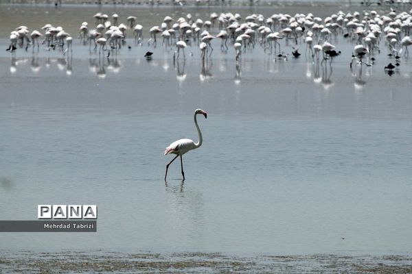 فلامینگوهای مسافر در آذربایجان غربی