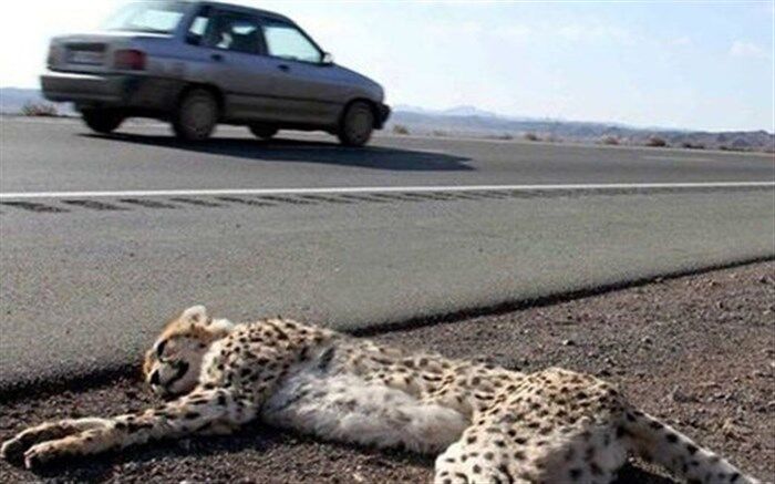 2 اقدام برای نجات یوزها در جاده مرگ