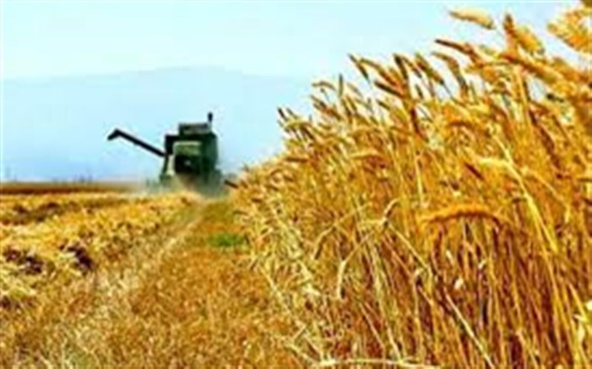 ضرورت افزایش ۳ برابری یارانه بذر غلات
