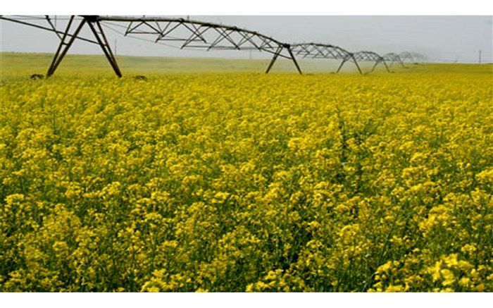 تجاری‌سازی ۱۷ محصول در کشت و صنعت مغان