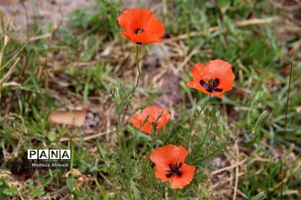 روستای ممش‌خان در شهرستان خوی استان آذربایجان غربی