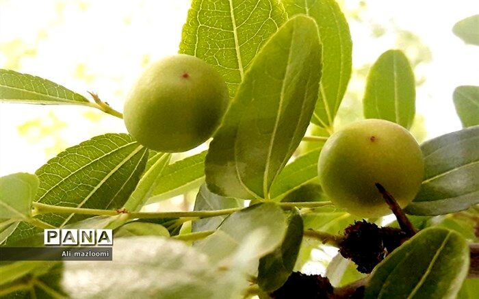 هدفگذاری تولید ۹.۵ میلیون تن میوه‌های گرمسیری و نیمه‌گرمسیری در برنامه هفتم توسعه