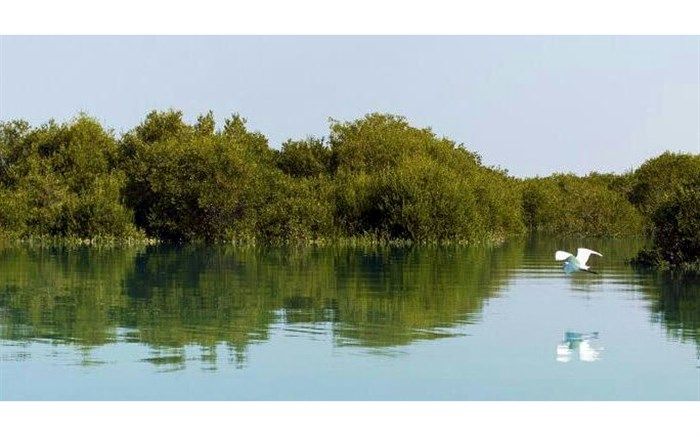 چه تعداد درخت حرا در جنوب کشور کاشته شده است؟