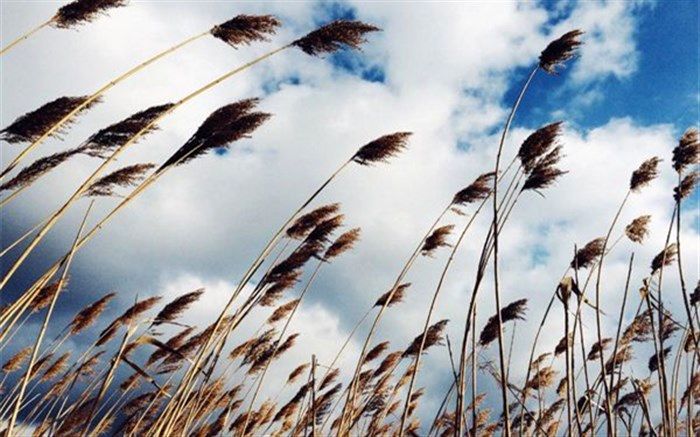 احتمال بروز آتش‌سوزی در باغات به‌دلیل وزش بادهای گرم