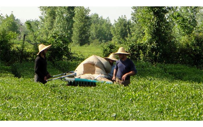 ۵۲ درصد از  مطالبات چایکاران گیلان و مازندران پرداخت شد