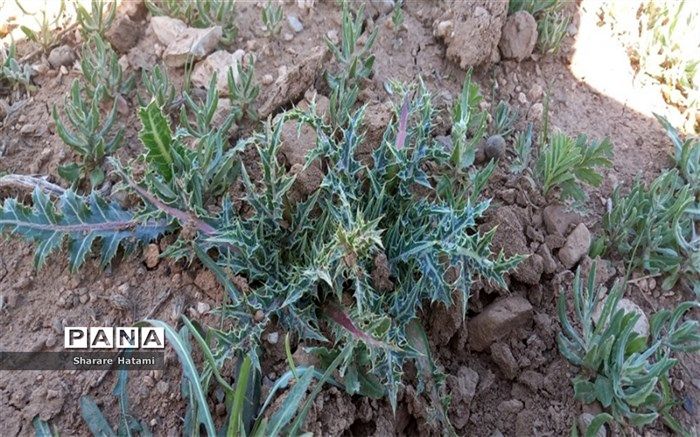 هشت چالش‌ و مشکل مهم، پیش روی توسعه گیاهان دارویی