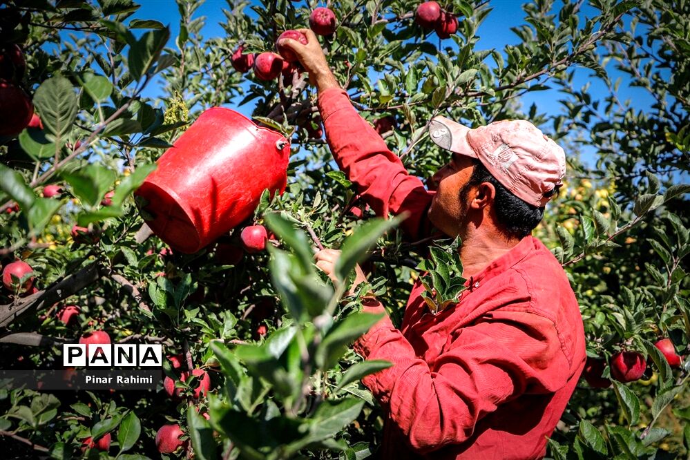 آغاز برداشت سیب در باغات شهرستان میانه