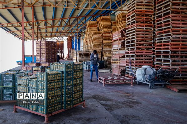 آغاز برداشت سیب در باغات شهرستان میانه