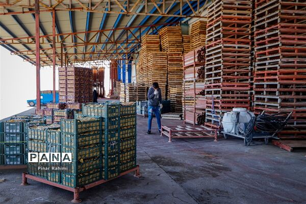 آغاز برداشت سیب در باغات شهرستان میانه