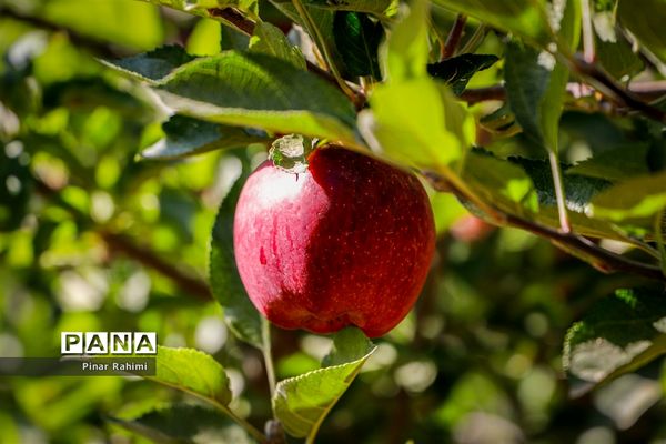 آغاز برداشت سیب در باغات شهرستان میانه