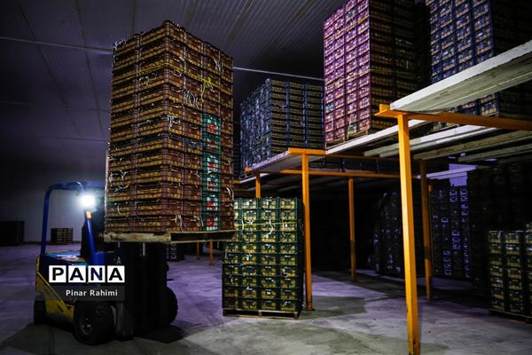 آغاز برداشت سیب در باغات شهرستان میانه