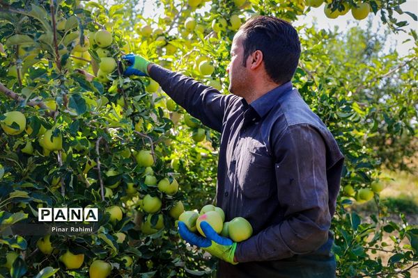 آغاز برداشت سیب در باغات شهرستان میانه
