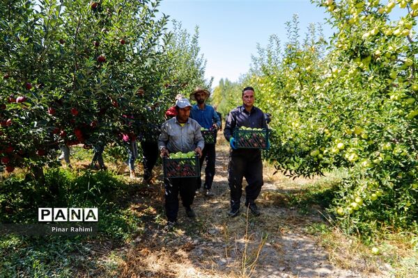 آغاز برداشت سیب در باغات شهرستان میانه