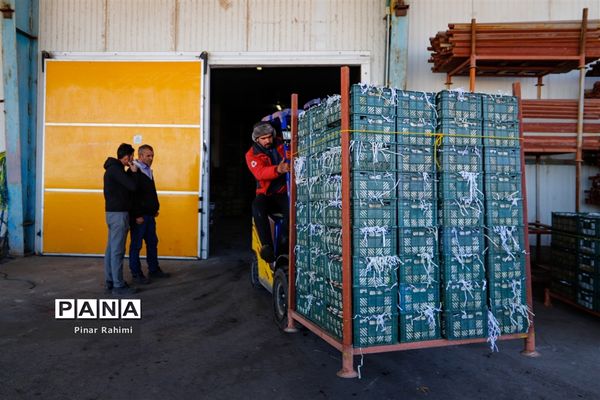 آغاز برداشت سیب در باغات شهرستان میانه