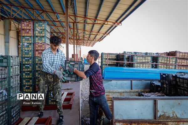آغاز برداشت سیب در باغات شهرستان میانه