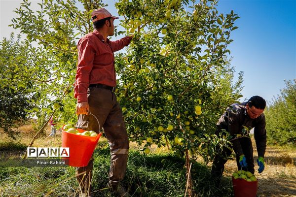 آغاز برداشت سیب در باغات شهرستان میانه