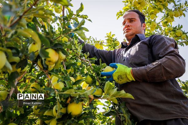 آغاز برداشت سیب در باغات شهرستان میانه