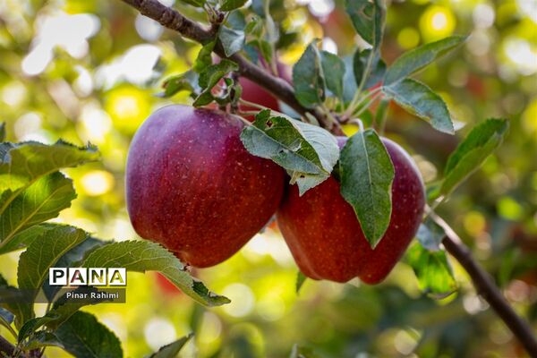 آغاز برداشت سیب در باغات شهرستان میانه