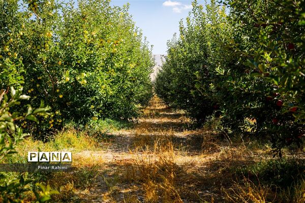 آغاز برداشت سیب در باغات شهرستان میانه
