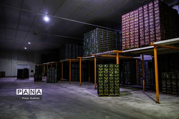 آغاز برداشت سیب در باغات شهرستان میانه