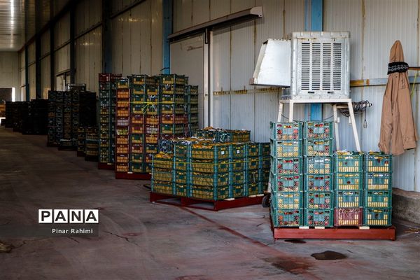 آغاز برداشت سیب در باغات شهرستان میانه