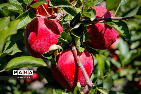 آغاز برداشت سیب در باغات شهرستان میانه