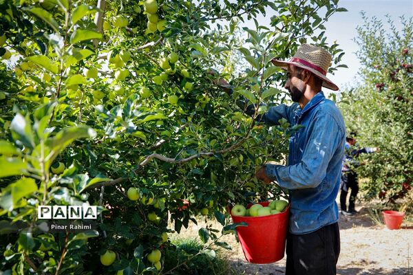 آغاز برداشت سیب در باغات شهرستان میانه