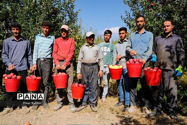 آغاز برداشت سیب در باغات شهرستان میانه