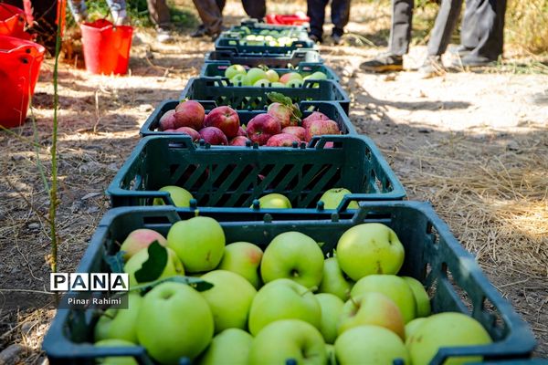 آغاز برداشت سیب در باغات شهرستان میانه