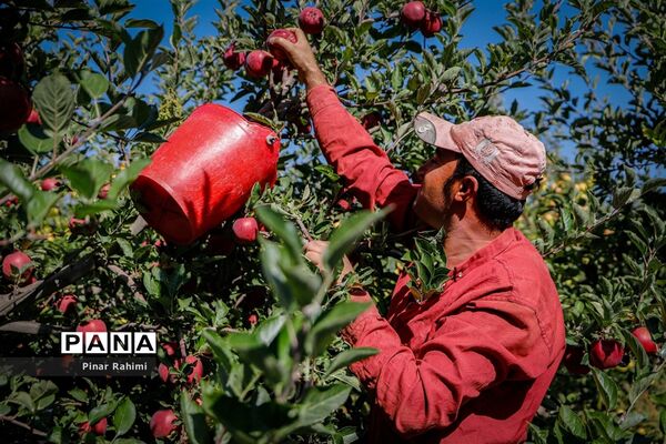 آغاز برداشت سیب در باغات شهرستان میانه